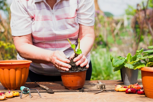 An elderly Caucasian woman in light clothing transplants a young green flower into a brown pot on an old wooden table outdoors in sunny weather, medium plan. Plant care concept