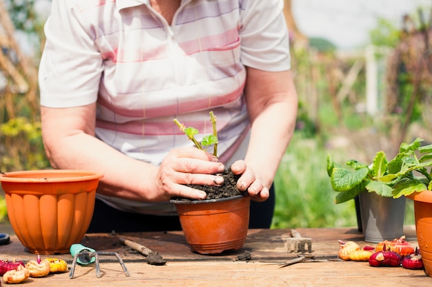 An elderly Caucasian woman in light clothing transplants a young green flower into a brown pot on an old wooden table