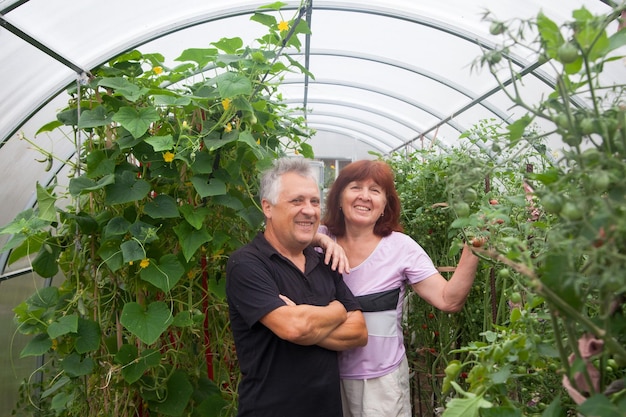 Elderly couple works in greenhouse Retired in country ties up tomatoes