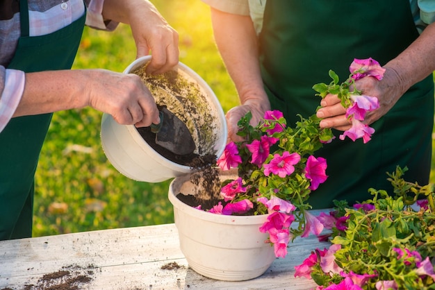 Elderly hands working with flowers