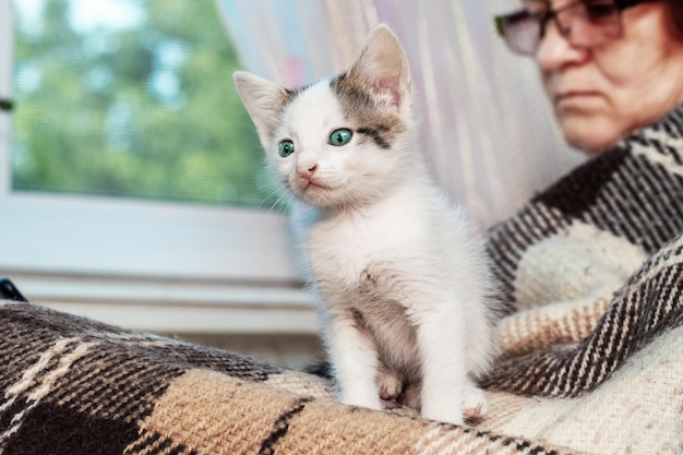 An elderly lonely woman holds a small white kitten in her arms in a room near a window