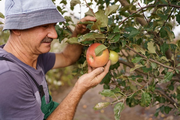 Elderly man harvesting an apple in his garden