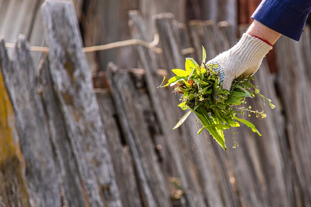 Elderly man holds in his hand the weeds collected in the garden