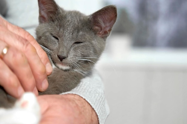 Photo elderly man sits and strokes a cat feline therapy old man stroking a pet cat happy senior male holding a cat in his lap relaxing at home grandfather playing with a kitten on his wrinkled hands