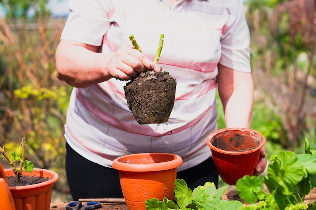 An elderly woman of Caucasian ethnicity holds in her hands a young green flower with roots and earth