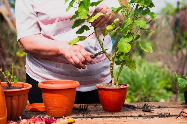 Elderly woman of Caucasian ethnicity in light clothes cuts a green plant flower with scissors outdoors on an old wooden table