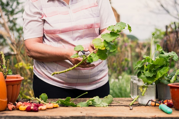 Elderly woman of Caucasian ethnicity in light clothes cuts a green plant flower with scissors outdoors