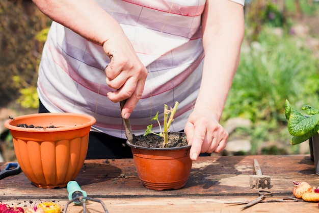 An elderly woman of Caucasian ethnicity in light clothes outdoors transplants a young green plant in a flower brown pot