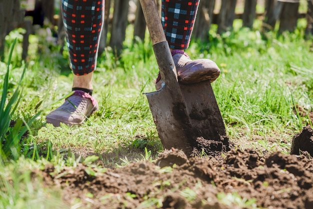 An elderly woman digs the earth with a shovel in her garden in the village