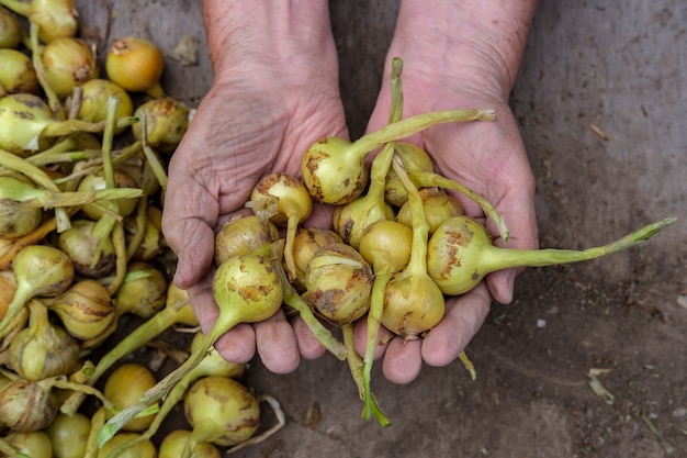 An elderly woman holds several bulbs in her hands against the background of the desktop and harvest.