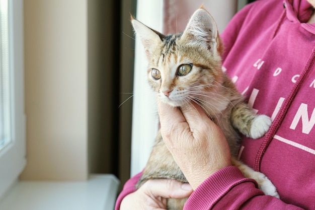 Elderly woman holds a small kitten in her arms Kitten in the arms of its owner