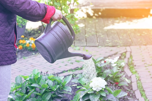 Elderly woman is watering flowers in her garden