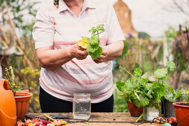 An elderly woman in light clothes of European appearance looks after a green young plant outdoors