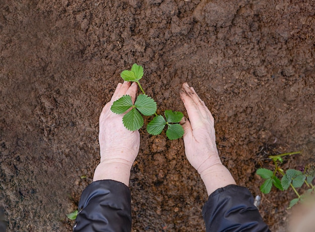 Elderly woman's hands plant strawberries in the ground in the garden spring work with seedling in the garden