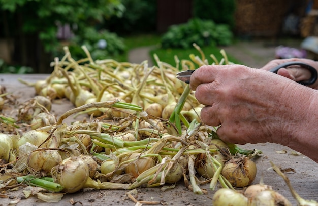 Elderly woman trims the feathers of onions against the background of the garden and desktop.