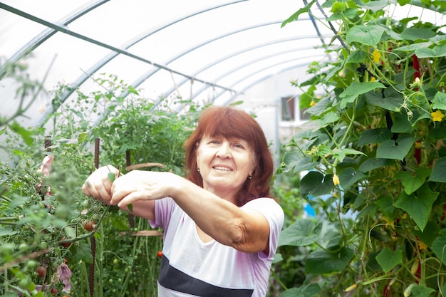 Elderly woman works in greenhouse Retired in country ties up tomatoes