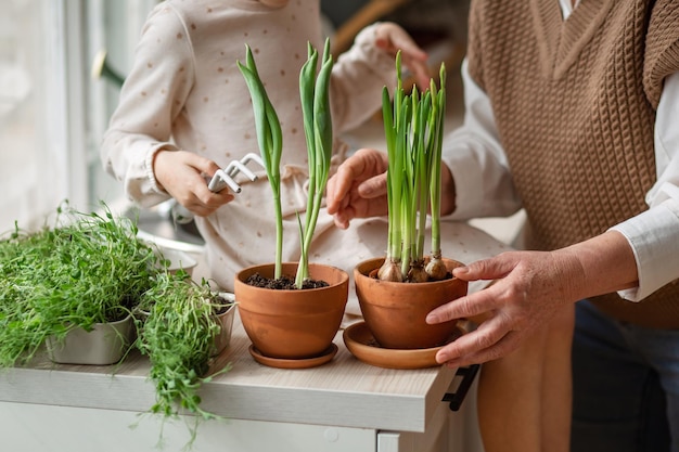 Elderly womens hands and childrens hands closeup caring for and planting potted plants inside the