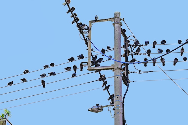 Electricity poles and high voltage cables on the poles Birds pigeons perched at electric wires Birds are sitting in a row on electric cable Blue sky background