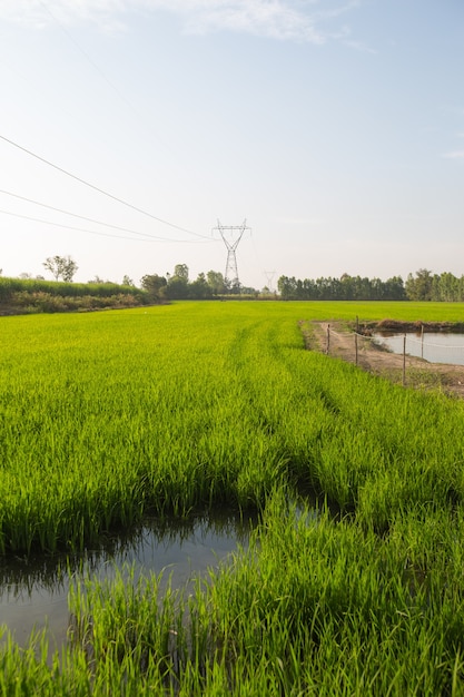 Electricity transmission lines in rice fields