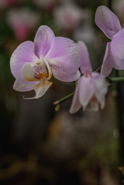 Elegance pink flowers with floral background. Orchids are amazing flowers and also elegant.