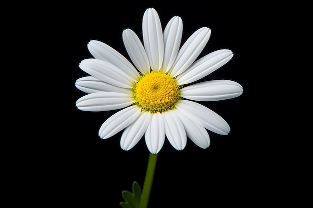 Elegant beautiful white daisy flower isolated