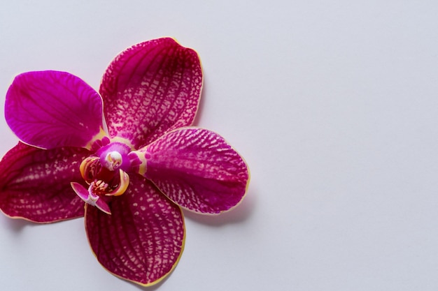 Elegant Beauty Red Orchid on Blank Paper