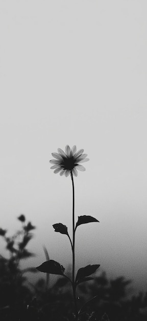 Photo elegant black and white daisy silhouette against soft background