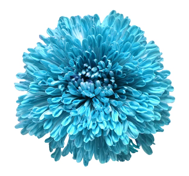 Elegant blue chrysanthemum isolated on a white background Beautiful head flower Spring time summer Easter holidays Garden decoration landscaping Floral floristic arrangement