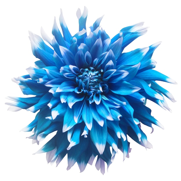 Elegant blue dahlia isolated on a white background Beautiful head flower Spring time summer Garden decoration landscaping Floral floristic arrangement