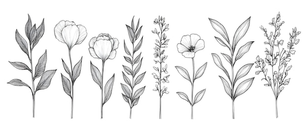 Photo elegant botanical artwork with continuous line drawing of flowers herbs and foliage