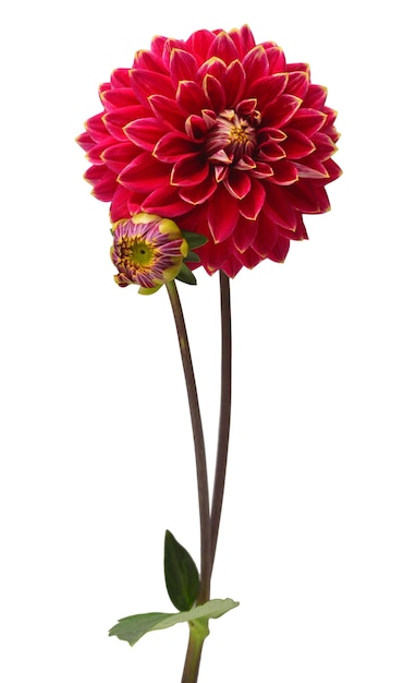 Elegant dahlia isolated on a white background Beautiful bouquet flower Spring time summer Easter holidays Garden decoration landscaping Floral floristic arrangement