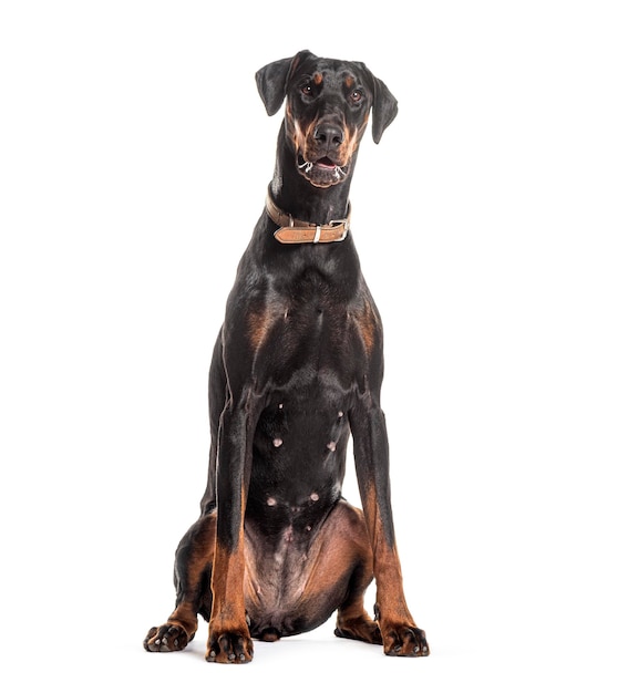 Photo elegant doberman pinscher dog sitting on white background