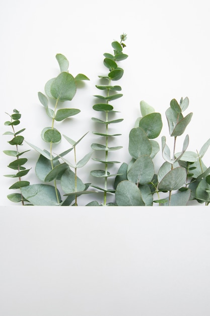 Elegant eucalyptus background