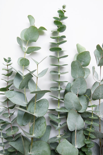 Elegant eucalyptus background