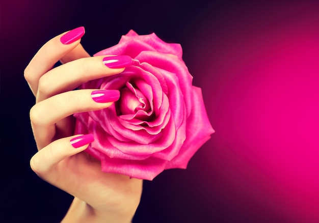 Elegant female hand with pink manicure on the nails. Beautiful,slender and graceful fingers is tenderly holding opened rosebud. Manicure and cosmetic.