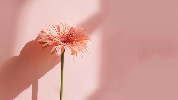 Photo elegant flower with sunlight shadows over pink wall