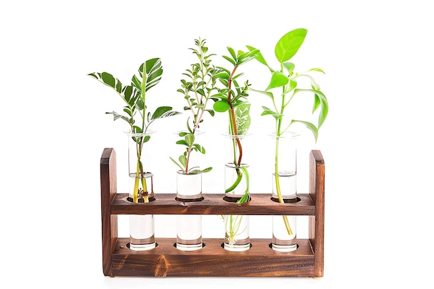 Elegant Glass Plant Propagation Station