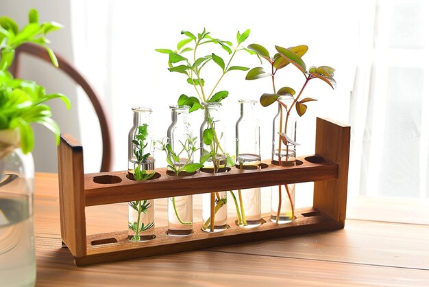 Elegant Glass Plant Propagation Station