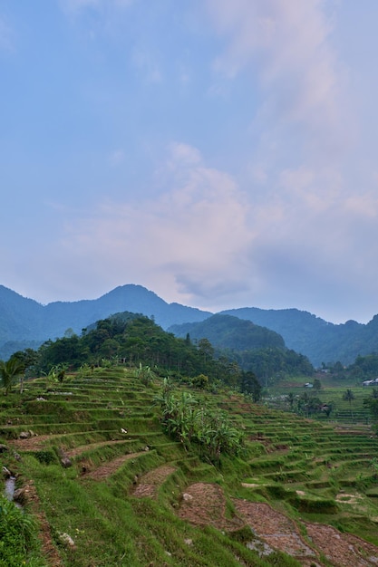 Elegant Landscape with Neatly Aligned Rice Fields on the Hill