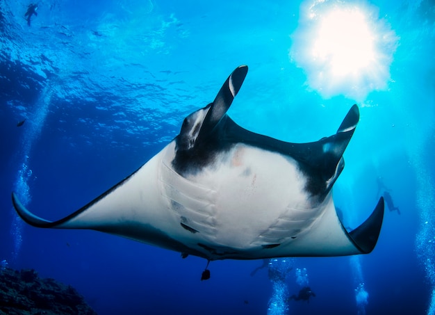 Elegant manta Ray floats under water. Giant ocean Stingray feeds on plankton. Marine life underwater in blue ocean. Observation animal world. Scuba diving adventure in Red sea, coast Africa