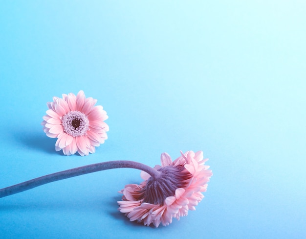 Elegant Pink gerbera on a turquoise color background