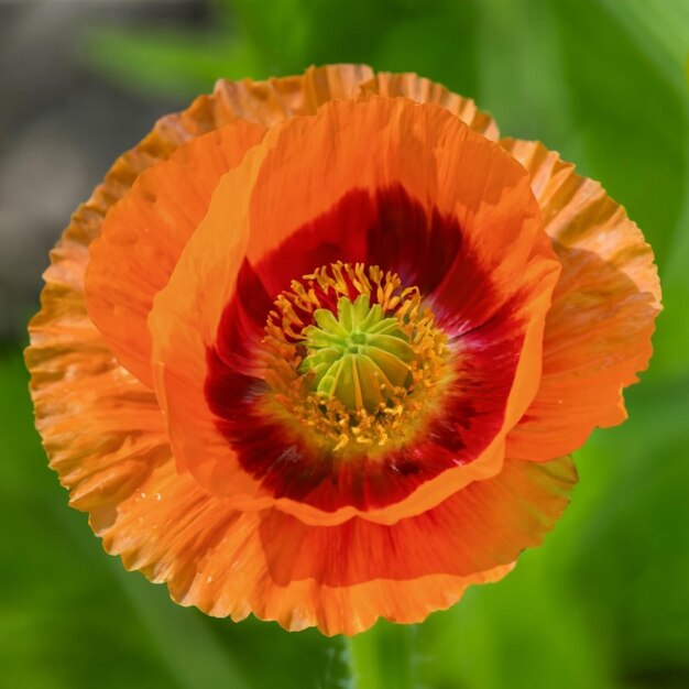 Elegant Poppy Flower Oil Painting CloseUp