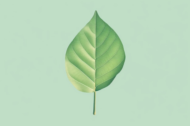 Photo elegant and simple illustration of a green leaf ideal for ecothemed design and concepts