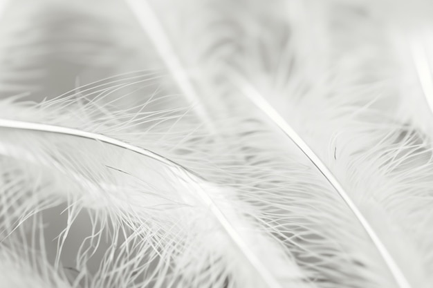 Photo elegant and smooth white feather texture for serene and pure background designs