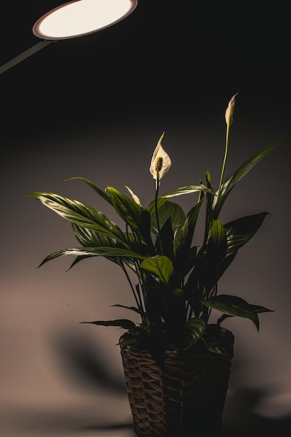 Elegant Spathiphyllum in Dramatic Shadows