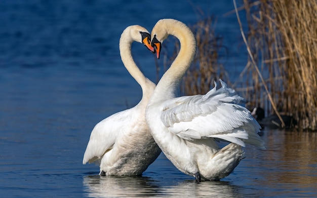 Elegant Swans Forming Heart Shape on Serene Lake