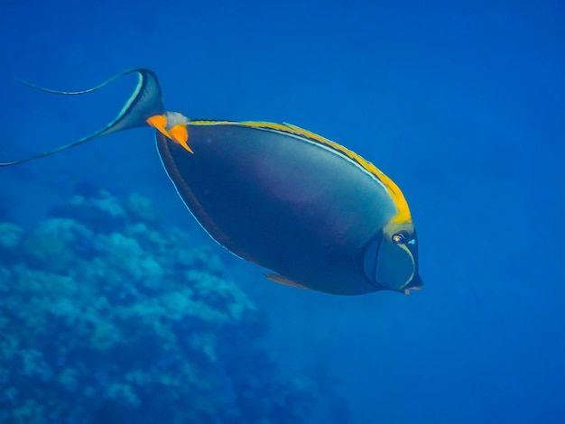 Elegant unicornfish swims in the clear water