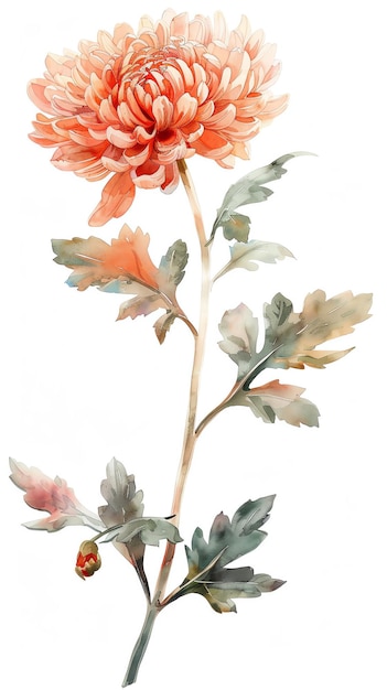 Elegant watercolor illustration of a blossoming chrysanthemum with detailed petals