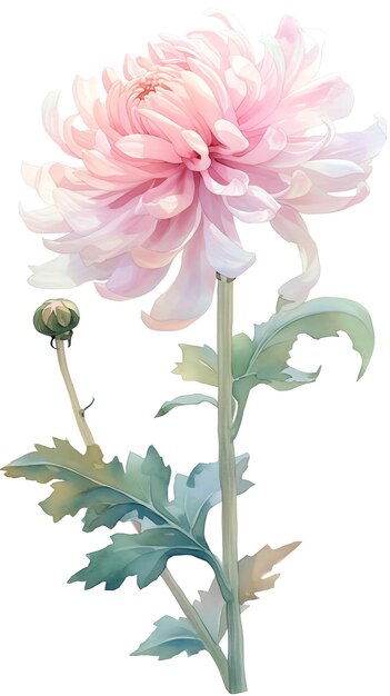 Elegant watercolor illustration of a pink chrysanthemum flower with delicate petals and green leaves