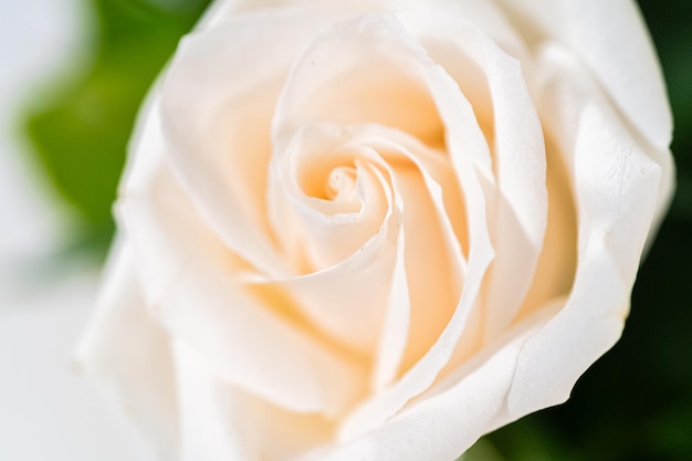 Elegant white rose bouquet adorns a beautiful vase